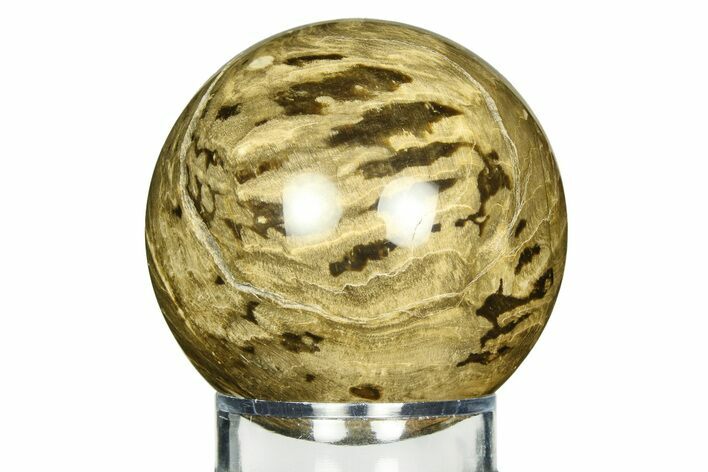 Colorful Oligocene Petrified Wood (Pinus) Sphere - Australia #309473